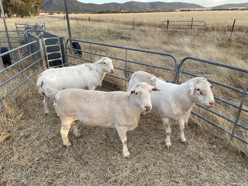 Dorper Flock Rams x 3