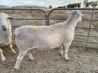 Dorper Flock Rams x 3