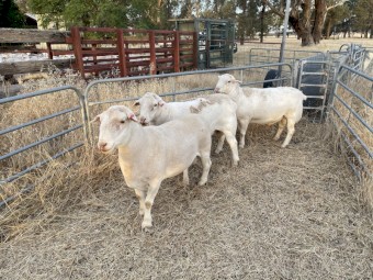Dorper Flock Rams x 3