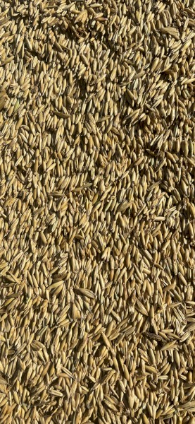 100mt Feed Oats