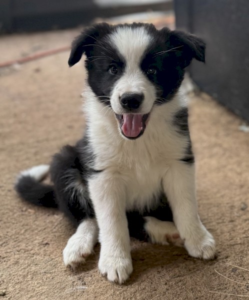 Purebred Border Collie Pups