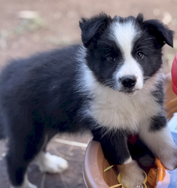 1 x Purebred Border Collie Pup