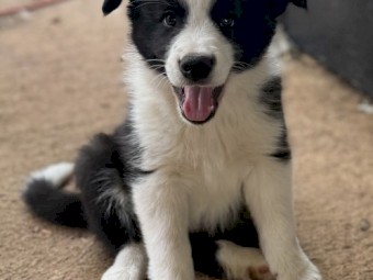 Purebred Border Collie Pups