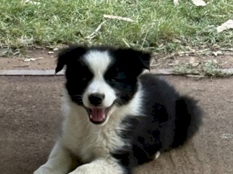 Purebred Border Collie Pups