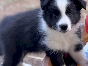 Purebred Border Collie Pups