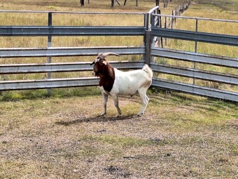 Boer-cross Does and Billies for Sale