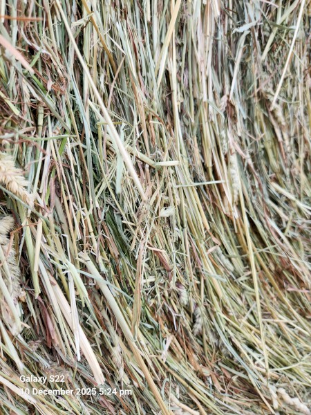 Pasture Hay 4x4 Weed Free