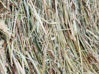 Pasture Hay 4x4 Weed Free