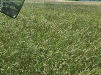 Pasture Hay 4x4 Weed Free