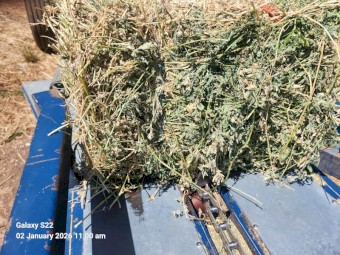 Lucerne Hay Small Squares Second Cut