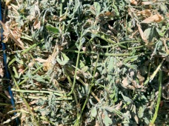 Lucerne Hay Small Squares Second Cut