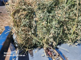 Lucerne Hay Small Squares Second Cut