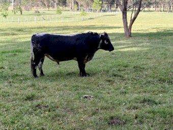 Speckle Park Purebred Bull,Registered
