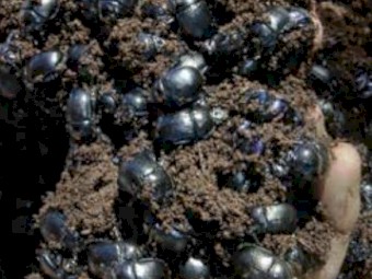 Colony of Summer Dung Beetles