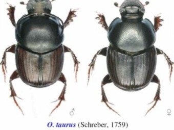 Colony of Summer Dung Beetles