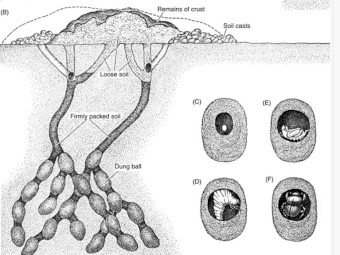 Colony of Summer Dung Beetles