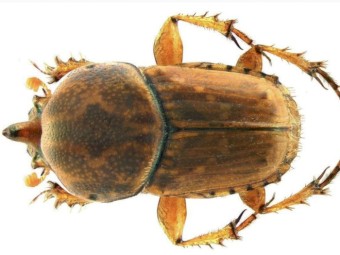 Colony of Summer Dung Beetles