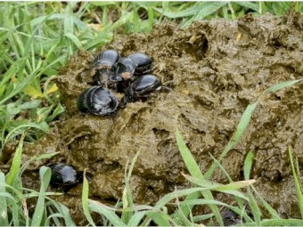 Colony of Summer Dung Beetles