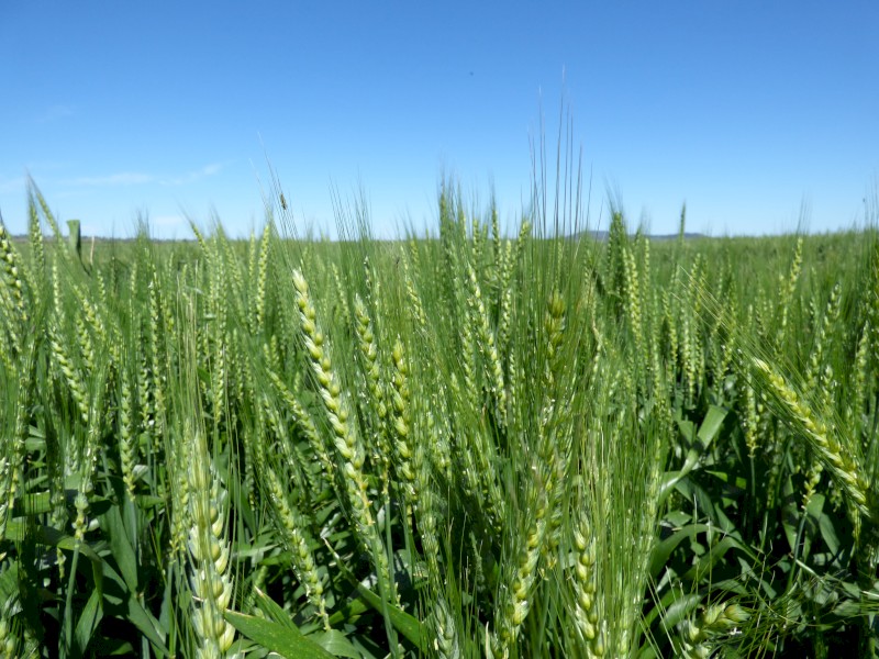 Wanted - cropping land to lease