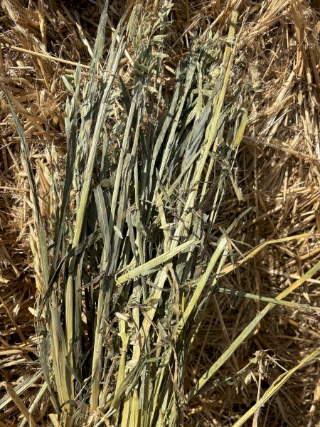 Oaten hay 
