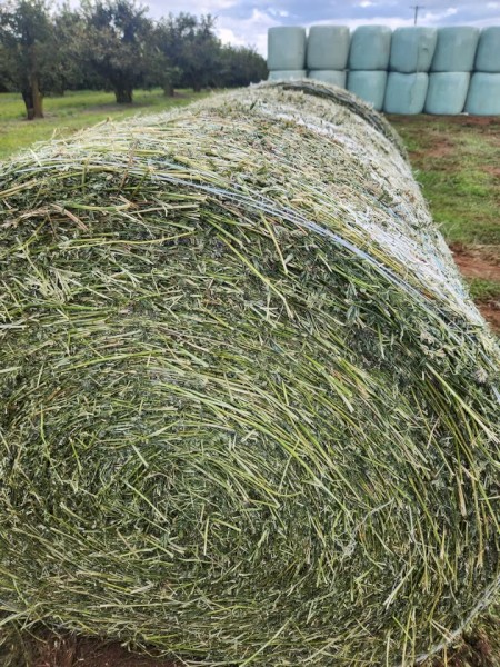 Lucerne Silage 4x4 Round bales