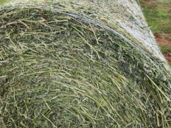 Lucerne Silage 4x4 Round bales