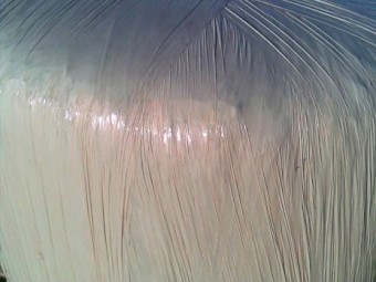 Lucerne Silage 4x4 Round bales