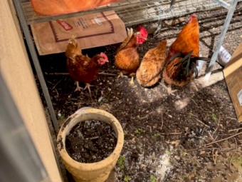 2 Rooster and 4 Hens for sale