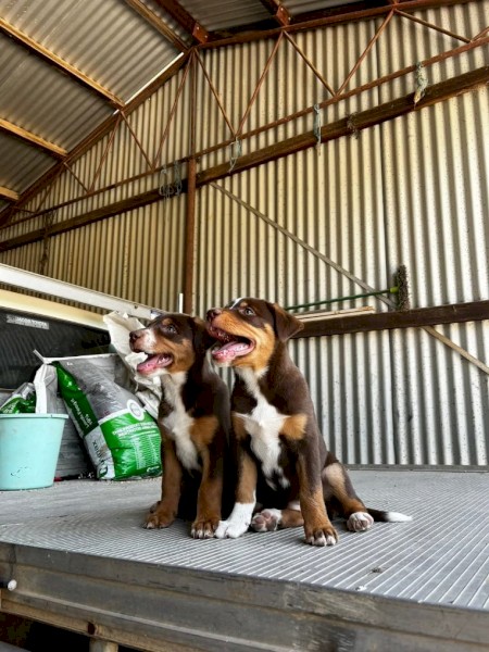 KELPIE PUPS FOR SALE