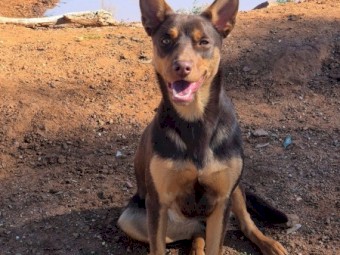 KELPIE PUPS FOR SALE