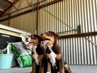 KELPIE PUPS FOR SALE