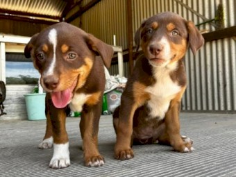 KELPIE PUPS FOR SALE