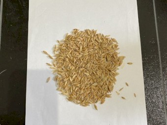 Eurabbie oats for seed. Not rain affected 