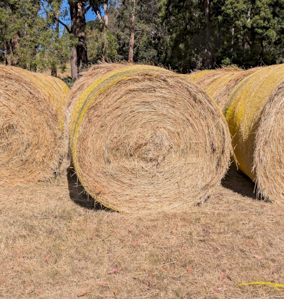 Hay Large quality Round Low Sugar bales just cut