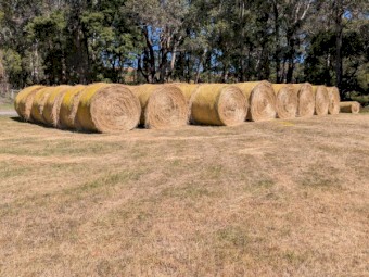 Hay Large quality Round Low Sugar bales just cut