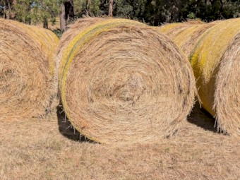 Hay Large quality Round Low Sugar bales just cut