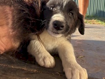 Puppies - Border Collie
