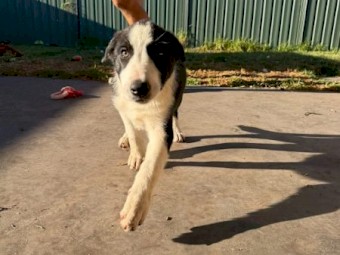Puppies - Border Collie
