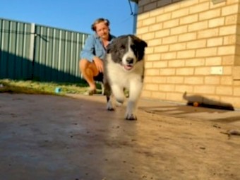 Puppies - Border Collie