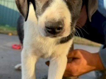 Puppies - Border Collie