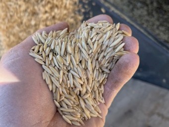 60 tonne Mulgara Hay Oat Seed