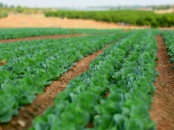 Small Crop Farm Wanted