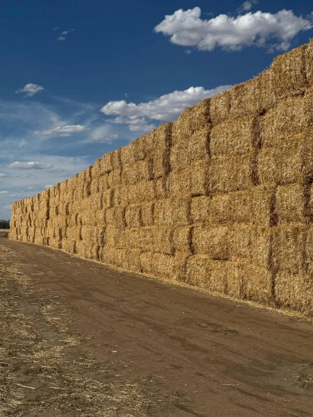 500 m/t Header Trailed Wheaten Straw