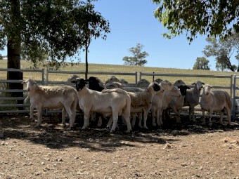 DORPER RAMS