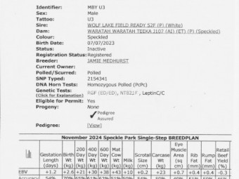Speckle Park Purebred Bull,Registered