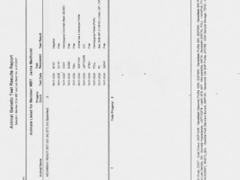 Speckle Park Purebred Bull,Registered