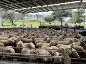 260 White Suffolk x composite lambs 