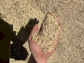 200mt Oats and Wheat Sheep Feed