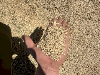 Oats/wheat sheep feed