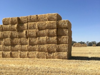 500mt Wheaten Straw 8x4x3 Bales